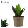 Sansevieria Hahnii 9 cm Black Jade (Decorum)