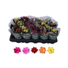 Kalanchoe Rosalina gemengd in tray Mix