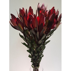 Leucadendron Safari Sunset