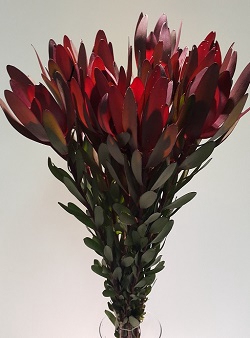 Leucadendron Safari Sunset