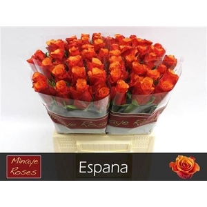 R GR ESPANA