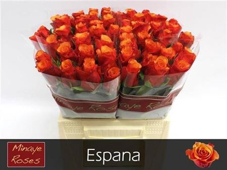 <h4>R GR ESPANA</h4>