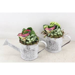 Arr2 Td - Zink Gieter - Roze/wit