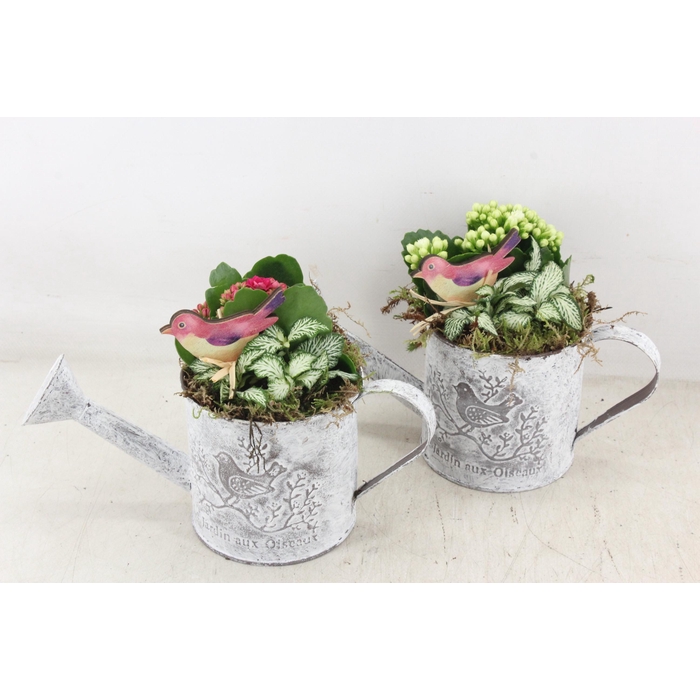 <h4>Arr2 Td - Zink Gieter - Roze/wit</h4>