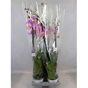Phalaenopsis  'Ant Split'