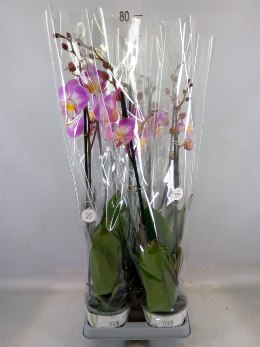 <h4>Phalaenopsis  'Ant Split'</h4>