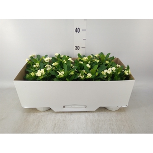 Euphorbia milii 'Hestia'
