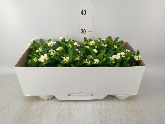 <h4>Euphorbia milii 'Hestia'</h4>