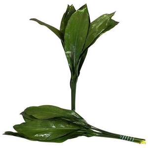 ASPIDISTRA 60CM ORANJE DOOS