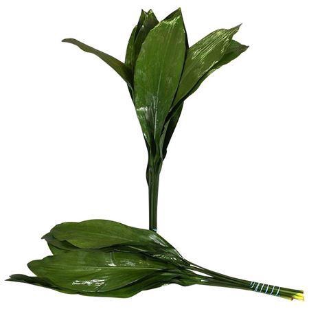 <h4>ASPIDISTRA 60CM ORANJE DOOS</h4>