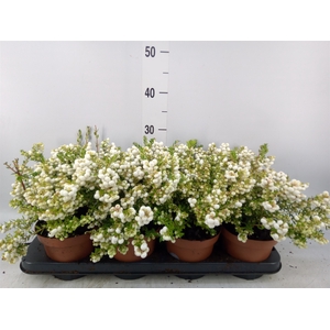 Gaultheria   ...white berry