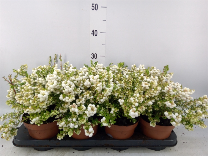 <h4>Gaultheria   ...white berry</h4>