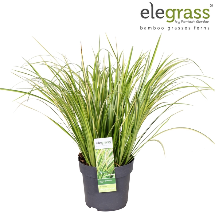 <h4>Acorus gramineus Ogon</h4>