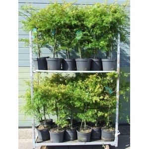 Acer palmatum 'Emerald Lace' P26