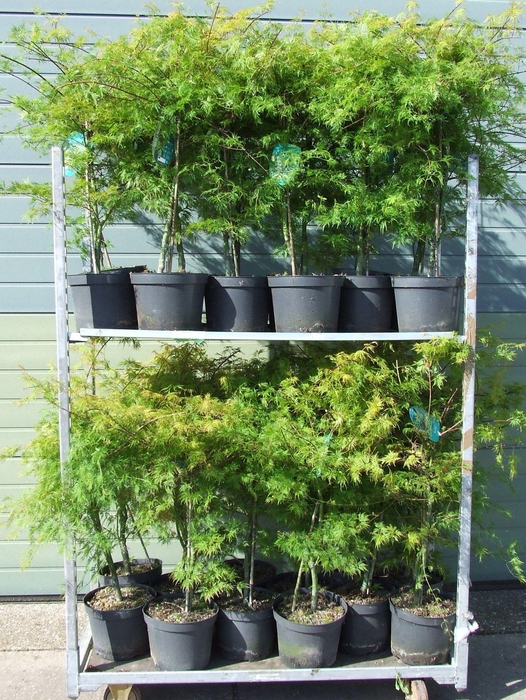 <h4>Acer palmatum 'Emerald Lace' P26 Full CC</h4>