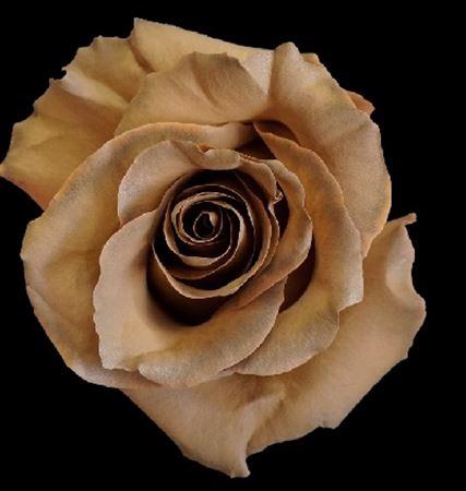 <h4>R EC CARAMEL</h4>