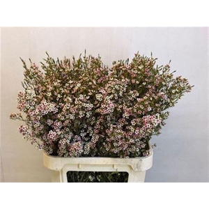 CHAME UN MY SWEET 16