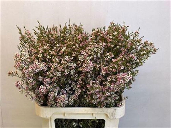 <h4>CHAME UN MY SWEET 16</h4>