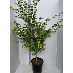 Acer palmatum Sangokaku