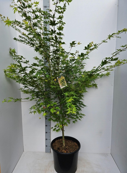 <h4>Acer palmatum Sangokaku</h4>