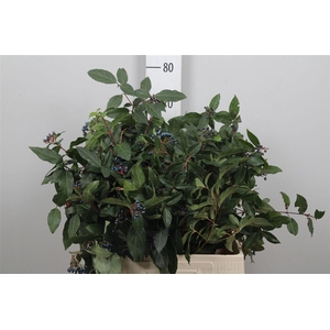 Vibur Dark Bl Herman