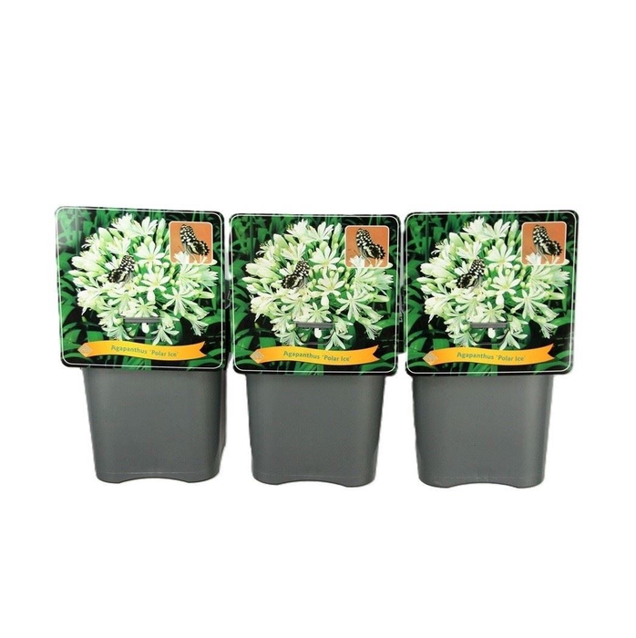 <h4>Agapanthus (Trumpet Grp) Polar Ice</h4>