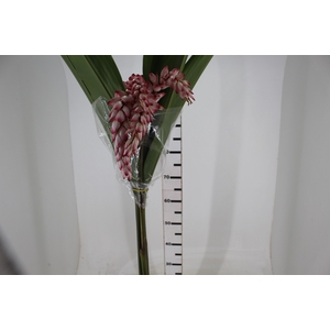 ALPINIA BRANCA PENDENTE