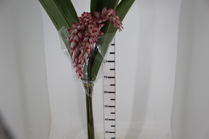 <h4>ALPINIA BRANCA PENDENTE</h4>