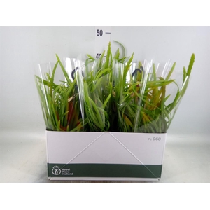 Rhipsalis   ...