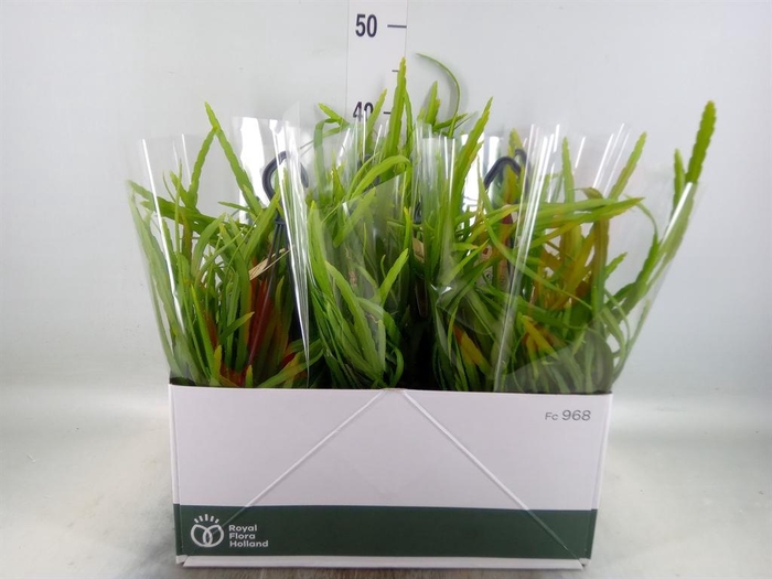 <h4>Rhipsalis   ...</h4>