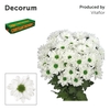 Chr T Chic Decorum