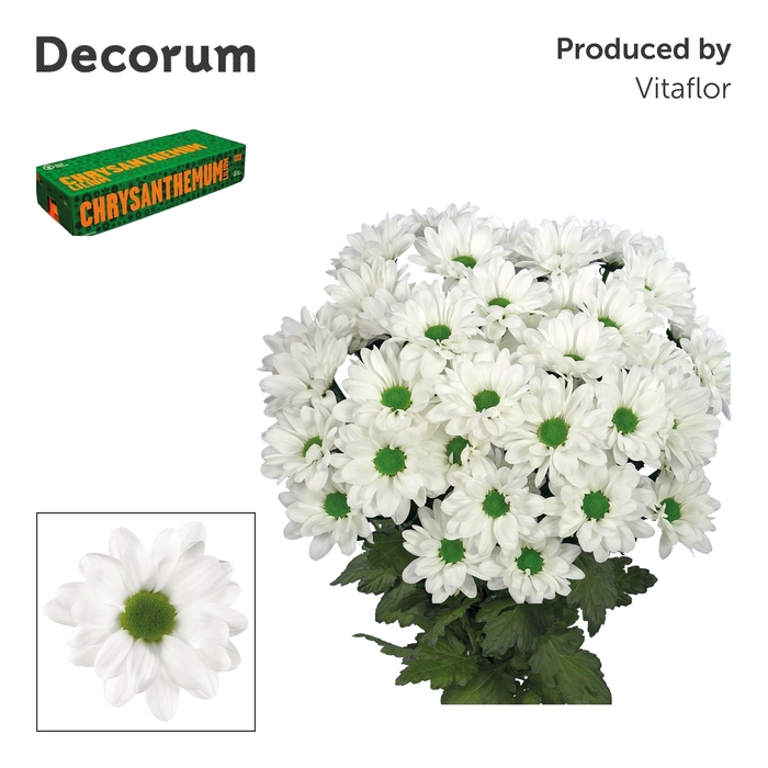 Chr T Chic Decorum