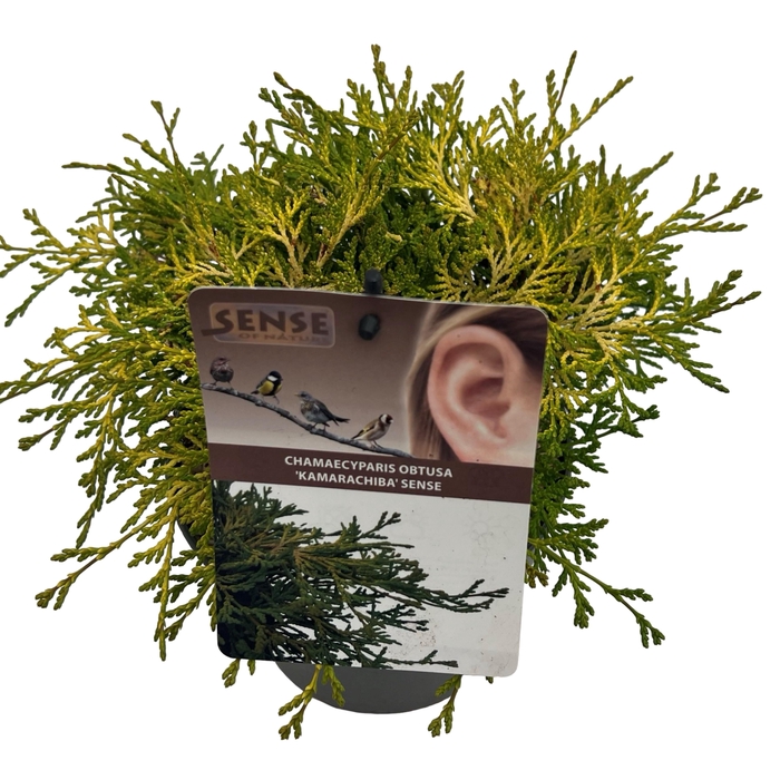 <h4>Chamaecyparis obt. 'Kamarachiba' sense</h4>