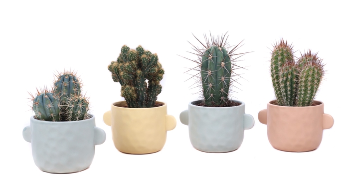 <h4>Cactus Gemengd Keramiek Bryggen</h4>