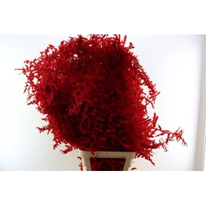 Sprengerie Wild Snow Red P Stem