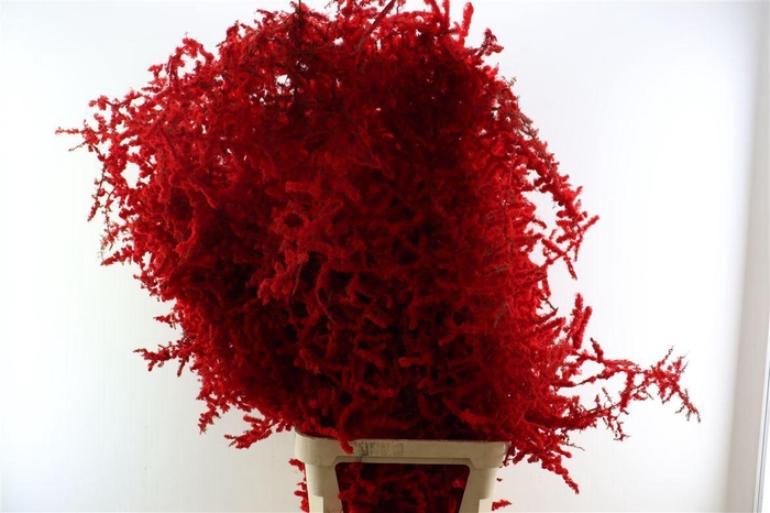 <h4>Sprengerie Wild Snow Red P Stem</h4>