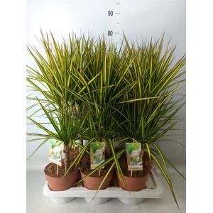 Dracaena marg. 'Sunray'
