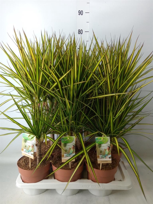 <h4>Dracaena marg. 'Sunray'</h4>