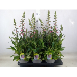 Digitalis  'Pink Panther'