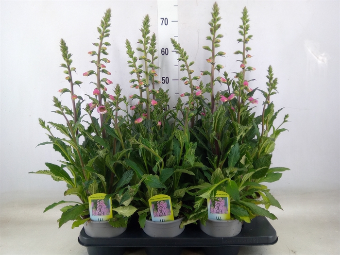 <h4>Digitalis  'Pink Panther'</h4>