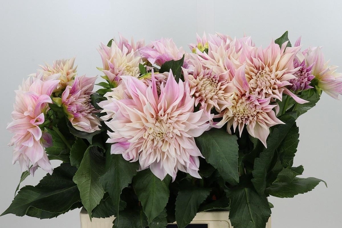 <h4>DAHLIA CAF? AU LAIT</h4>