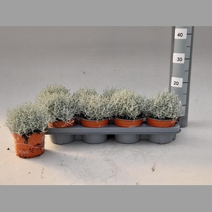 LEUCOPH BROWNII