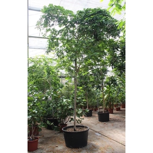 Bulnesia arborea