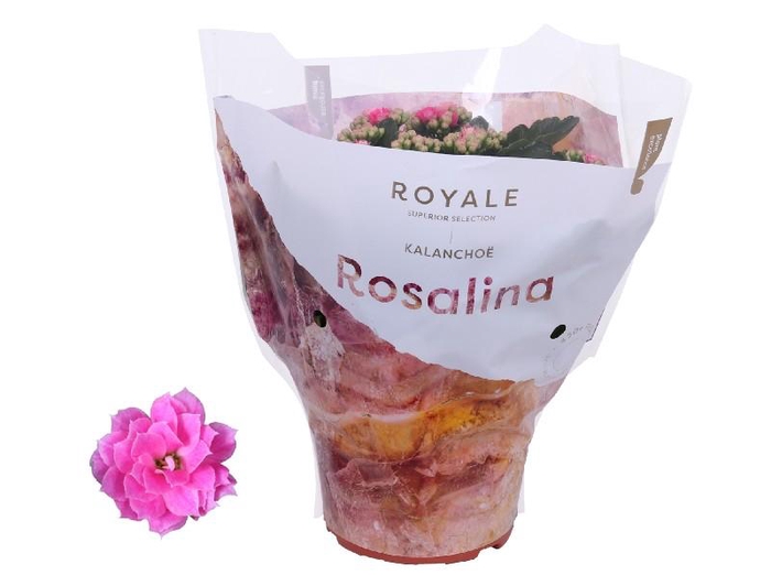 <h4>Kalanchoe Rosalina rose Royale roze</h4>