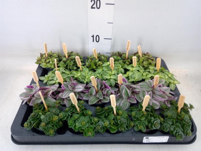 <h4>Planten  ..mix</h4>