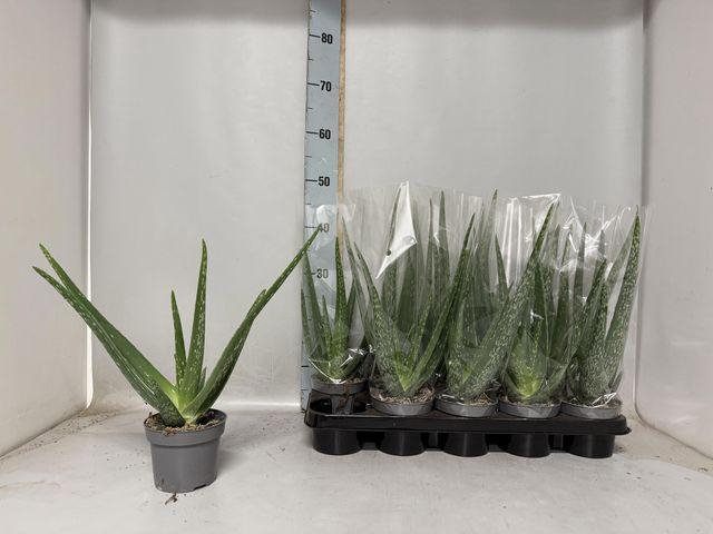 <h4>ALOE VERA P12</h4>