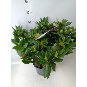 Rhododendron cauc. 'Cosmopolita'