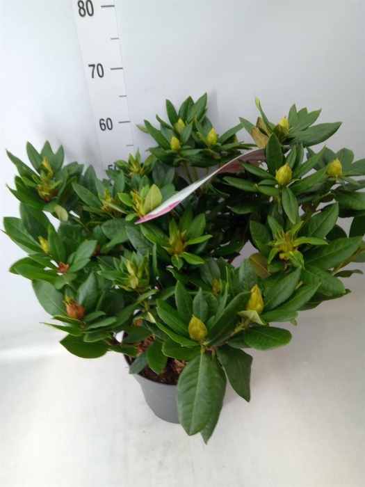 <h4>Rhododendron cauc. 'Cosmopolita'</h4>