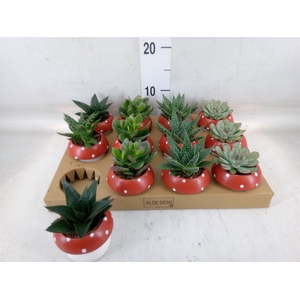Arr.  Succulents L%