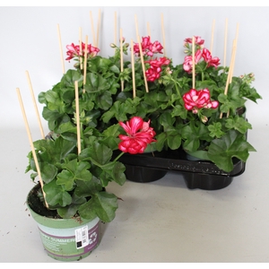 Pelargonium peltatum Mariska (Violet-White)